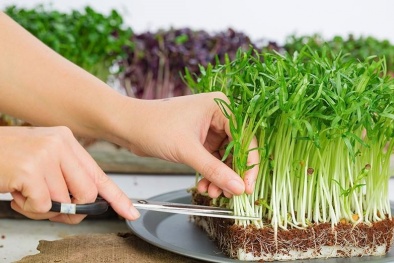 Ăn rau mầm không đúng cách có thể dẫn đến nguy cơ tử vong