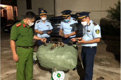 Vận chuyển lượng lớn nấm màu đen, nầm lợn không rõ nguồn gốc xuất xứ