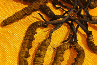 Cảnh báo về chuyện 'rác thuốc' từ đông trùng hạ thảo