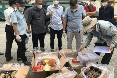 Phát hiện hàng trăm thùng hàng nhập lậu ngụy trang sò huyết tại TP Hồ Chí Minh