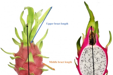 Thanh long Bình Thuận nhận 'giấy thông hành' vào thị trường khó tính