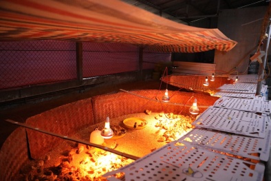 Giá thức ăn chăn nuôi nhập khẩu tăng cao, cần chủ động một phần trong nước