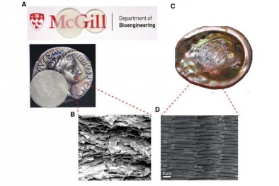 Các nhà khoa học phát triển loại kính không vỡ lấy cảm hứng từ vỏ sò