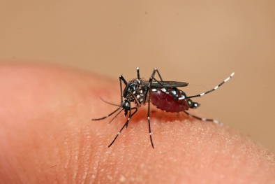 Úc: Phát triển phương pháp sinh học diệt muỗi vằn gây bệnh