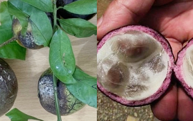 Ăn quả hồng trâu hái bên đường khi đi học về khiến nhiều trẻ bị ngộ độc nặng