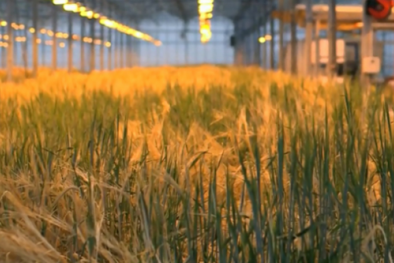 Trồng lúa mạch biến đổi gene trong phòng thí nghiệm để tạo ra thịt