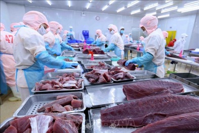Xuất khẩu cá ngừ sang Trung Quốc tăng trưởng vượt bậc