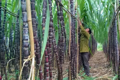 Cần phân chia hài hòa lợi nhuận trong chuỗi sản xuất, phân phối nông sản