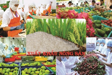 Nông sản tăng tốc xuất khẩu, tạo đà bứt phá