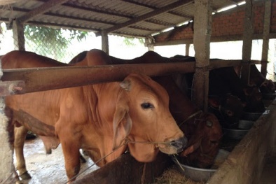 Quy chuẩn thức ăn cho bò, bê lấy thịt yêu cầu gì?