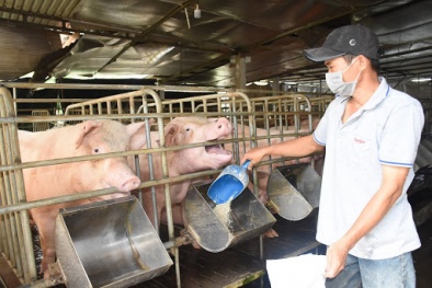Làm rõ chi phí từng khâu trong chuỗi giá trị, kiểm tra chênh lệch giá bán thịt lợn