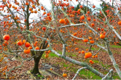 Tắc hoàn toàn ruột non do ăn quả hồng