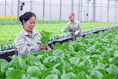 Phát triển mô hình hợp tác xã ứng dụng công nghệ cao