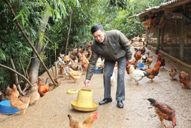 Quy chuẩn thức ăn hỗn hợp cho gà yêu cầu gì?