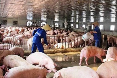 Bất cập giá thức ăn chăn nuôi - cần thành lập sàn giao dịch nguyên liệu nông sản 