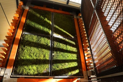 Giảm thiểu ô nhiễm không khí thông qua thiết bị lọc bằng rêu