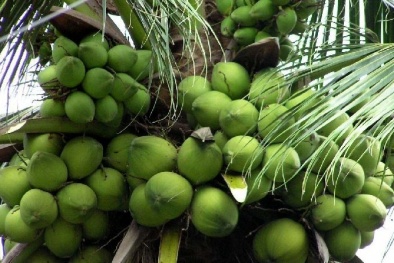 Lần đầu sang Úc, lô dừa sáp Trà Vinh bán ngay được hơn 1 tỷ đồng