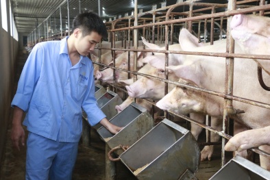 Tăng cường ứng dụng khoa học kỹ thuật tiên tiến vào chăn nuôi