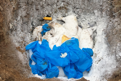 Cố tình vận chuyện nửa tấn lợn thuộc vùng đã công bố dịch tả châu Phi đi tiêu thụ