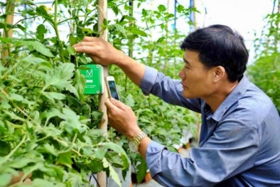 Khoa học công nghệ và đổi mới sáng tạo đóng vai trò quan trong trong chuỗi liên kết sản xuất nông nghiệp