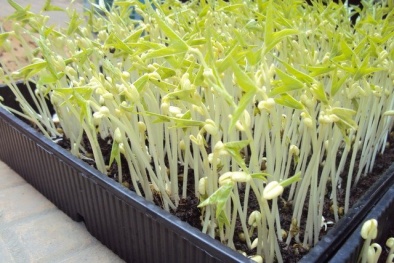 Những nguy cơ có thể gây ngộ độc từ rau mầm