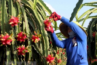 Áp dụng quy định mới trước khi xuất khẩu thực phẩm vào EU 