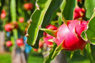 Phát huy thế mạnh chất lượng để thanh long giữ vững thị phần số 1 tại Nhật Bản