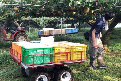 Ứng dụng trí tuệ nhân tạo vào quá trình sản xuất trái cây