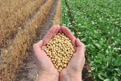 Uống đậu nành cần đặc biệt lưu ý kẻo 'rước bệnh' vào thân