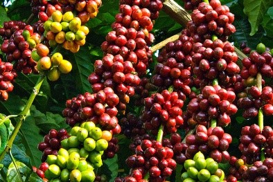 Quy chuẩn kỹ thuật quốc gia về chất lượng vật liệu nhân giống cây công nghiệp