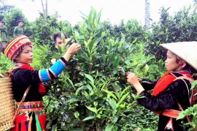 Ứng dụng công nghệ mới nâng tầm giá trị cây chè Shan