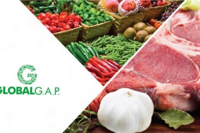 Global G.A.P - Tiêu chuẩn giúp nông sản Việt vươn xa tại thị trường EU
