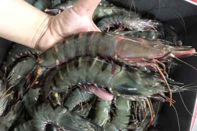 Cách chọn tôm ngon để không mua phải hàng kém chất lượng