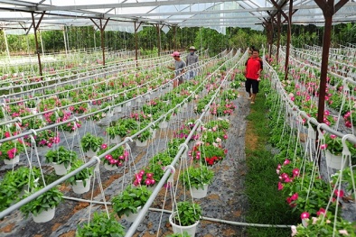 Đà Nẵng xây dựng, phát triển nông nghiệp ứng dụng công nghệ cao