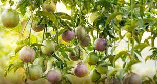 Chanh leo Việt Nam lần đầu tiên có mặt tại thị trường Úc