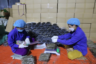 HTX Tài Hoan áp dụng ISO 22000, ISO 14001 kết hợp 5S: Đưa miến dong Bắc Kạn ra thị trường thế giới