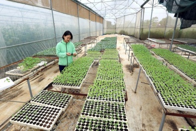 Thúc đẩy chuyển đổi số vào các hợp tác xã nông nghiệp