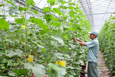 Lâm Đồng: Nâng cao năng suất chất lượng dựa trên nền tảng khoa học, công nghệ