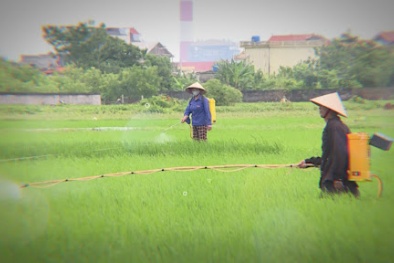 Thuốc bảo vệ thực vật chứa chất cấm 'hoành hành': Cần chế tài đủ mạnh