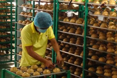 Công ty CP Hamona Việt Nam tăng số lượng đơn hàng nhờ áp dụng thành công và đạt chứng nhận ISO