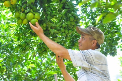 Mở rộng thị trường hướng đến mục tiêu phát triển cây ăn trái bền vững