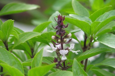 Những loại rau như 'thuốc kháng sinh' tự nhiên hỗ trợ phòng tránh bệnh