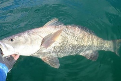 Thu giữ hàng hóa nghi là bong bóng cá Totoaba có tên trong Công ước CITES