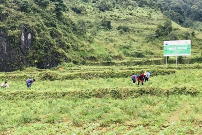 Thúc đẩy doanh nghiệp phát triển các vùng trồng dược liệu đạt chuẩn 