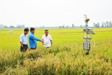 Áp dụng 4.0 vào sản xuất: Nông dân giám sát trồng lúa bằng smartphone