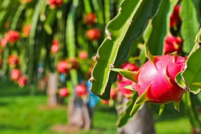 Bảo hộ chỉ dẫn địa lý: Góc nhìn từ một số nước trên thế giới