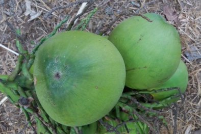 Một tỉnh có 5 chỉ dẫn địa lý đã được bảo hộ