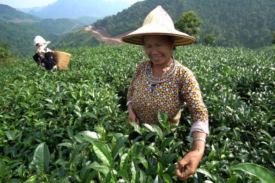 Tuyên Quang: Nâng cao giá trị sản phẩm nông sản 