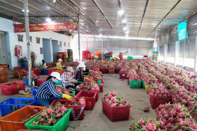 Doanh nghiệp Việt thờ ơ với chỉ dẫn địa lý