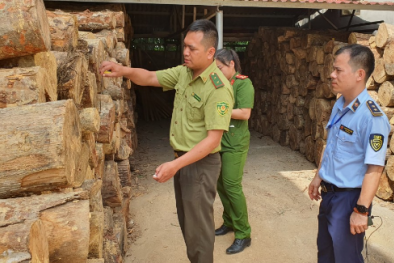 Lạng Sơn ngăn chặn kịp thời hành vi tập kết lượng lớn gỗ rừng tự nhiên trái phép
